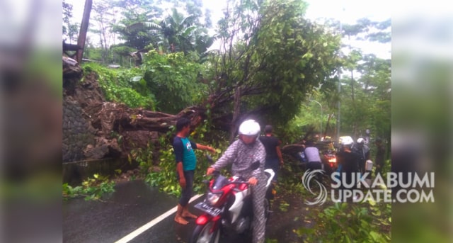 Pohon Jambu Kopo Tumbang di Jalan Raya Palabuhanratu - Kiaradua, Desa Loji, Kecamatan Simpenan, Kabupaten Sukabumi, Minggu (16/2/2020). | Sumber Foto:Nandi