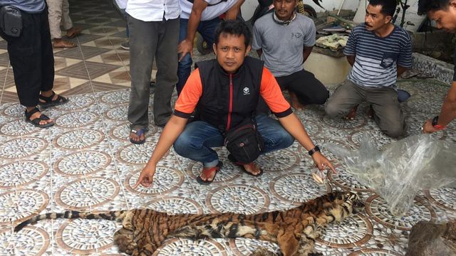 ANGGOTA Polda Riau memperlihatkan kulit Harimau Sumatera yang disita dari kurir penjual organ tubuh si Raja Hutan, Sabtu (15/2/2020). Kulit harimau di pasar gelap dihargai Rp 80 juta per lembar.  