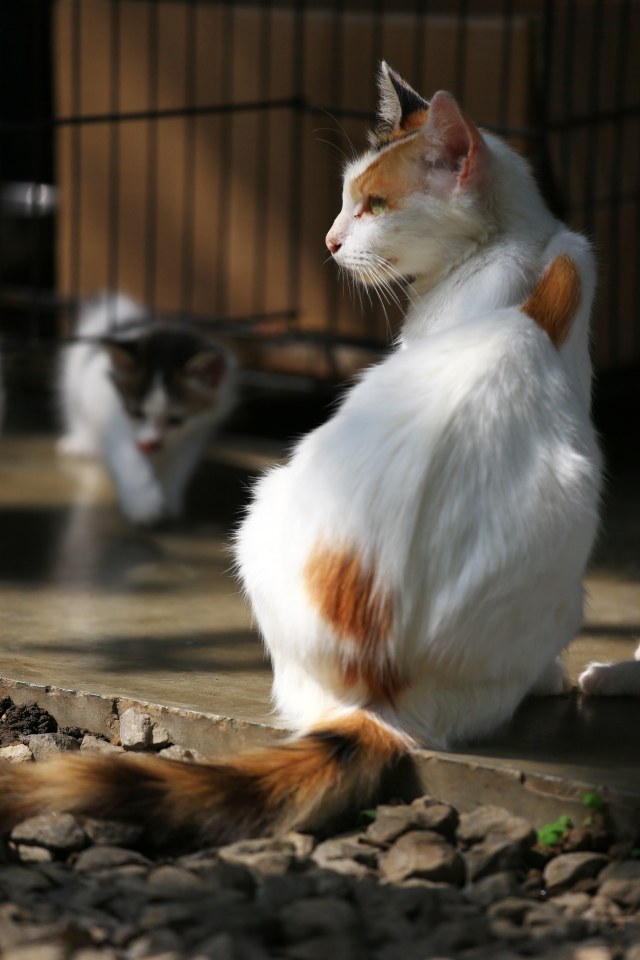 Viral Kisah Penyelamatan Kucing yang Terjebak di Ruko Selama 