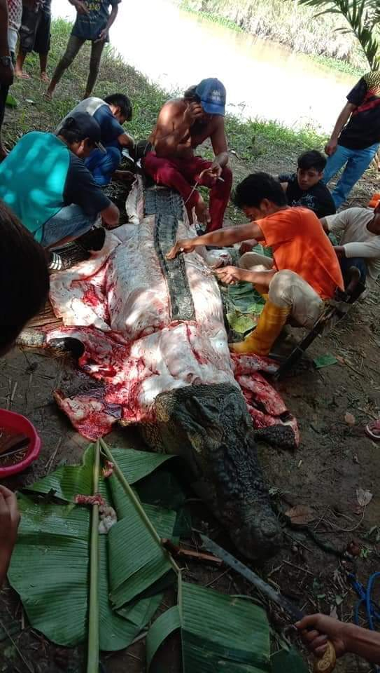 Warga di Mamuju Tengah, Sulawesi Barat, menguliti buaya berukuran 4 meter. Foto: Dok. Istimewa
