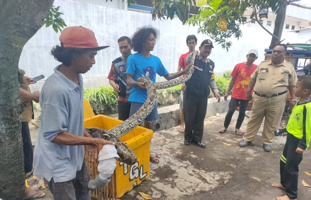 Warga Kelurahan Kemandungan, Kecamatan Tegal Barat dihebohkan dengan penemuan ular sanca kembang sepanjang 5 meter, Senin (17/2/2020). (Foto: Setyadi)