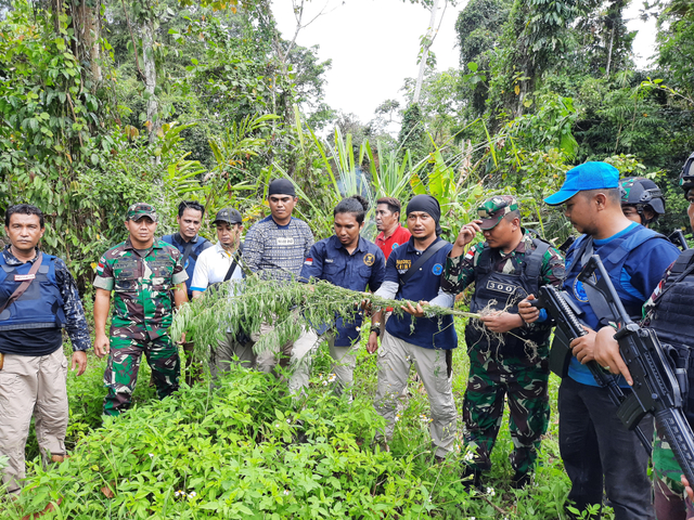 Tanaman ganja yang ditemukan di Kampung Kalilapar, Kabupaten Keerom yang ditanam disela-sela kebun warga. (BumiPapua.com/Liza Indriyani) 