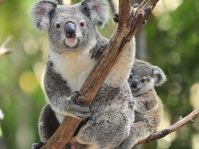 Koala. Sumber gambar: Wikimedia Commons.