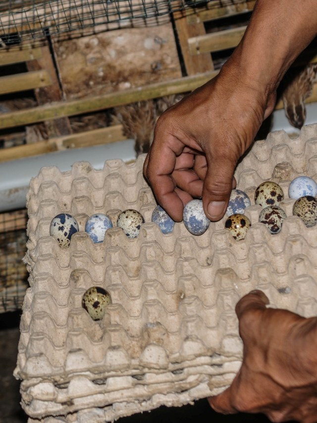 Ilustrasi budidaya telur puyuh. Foto: ANTARA FOTO/Muhammad Bagus Khoirunas