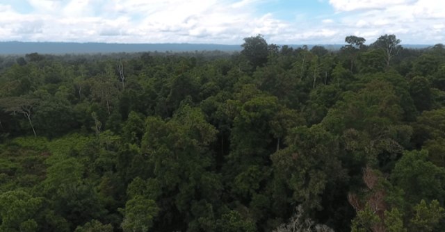 Foto aerial hutan di Sorong, Selatan, Papua Barat. (Yayasan EcoNusa/Moch. Fikri)