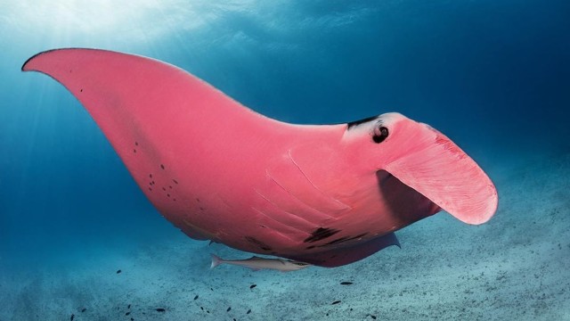 Ikan pari manta merah muda yang ditangkap kamera. Foto: Kristian Laine/Instagram