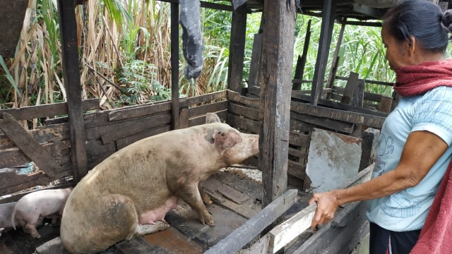 Seorang peternak babi di Kabupaten Deli Serdang, Sumut,  sedang melihat ternak babinya di dalam kandang. Foto: Rahmat Utomo/kumparan