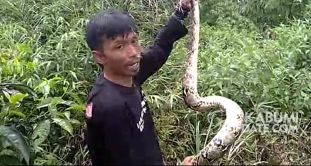 Animal Rescue Tim (ART) BPBD Kota Sukabumi melepas dua ekor ular piton ke alam bebas, Minggu (23/2/2020). Ular dilepaskan di hutan Goalpara yang berjarak 4 kilometer ke permukiman warga. | Sumber Foto:Istimewa