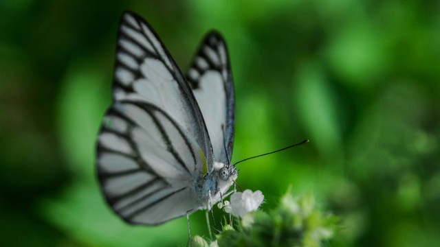 Ilustrasi kupu-kupu. Foto: ANTARA FOTO/Muhammad Bagus Khoirunas