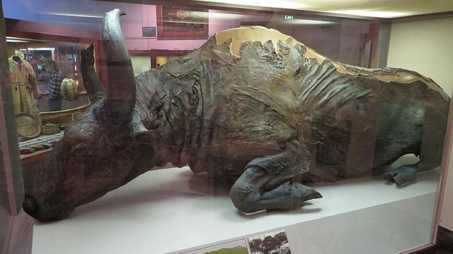 Foto: Mumi Bison Stepa yang Ditemukan di Siberia