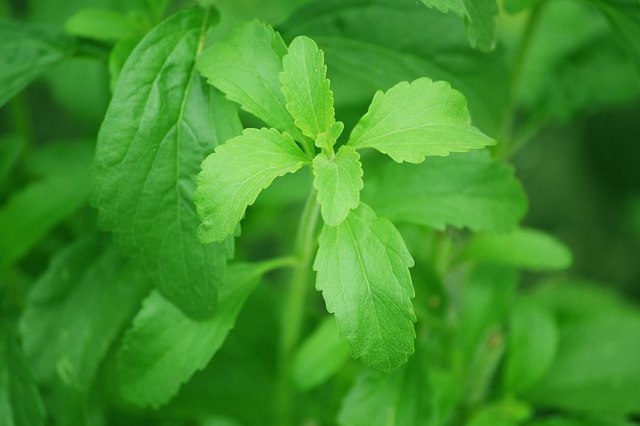 https://commons.wikimedia.org/wiki/File:Stevia_plant.jpg