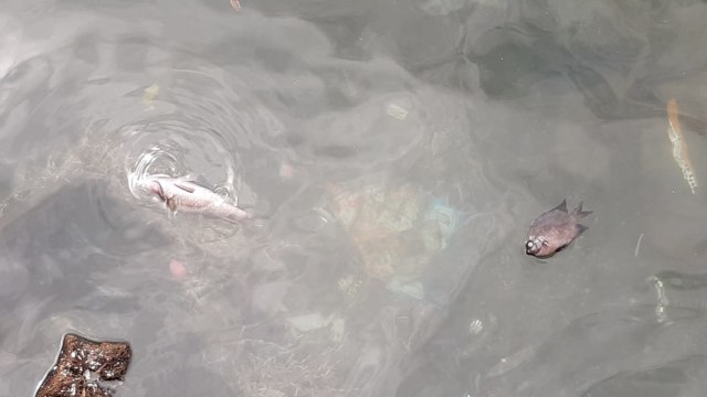 Ikan yang mati terapung di perairan Ternate, pada Rabu (26/02/2020). Foto: Faris Bobero/cermat