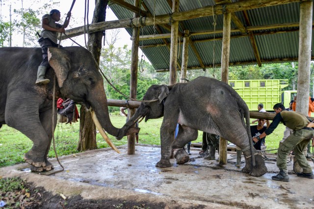 Suasana perawatan gajah Sumatera yang kakinya terluka. Foto: AFP/CHAIDEER MAHYUDDIN