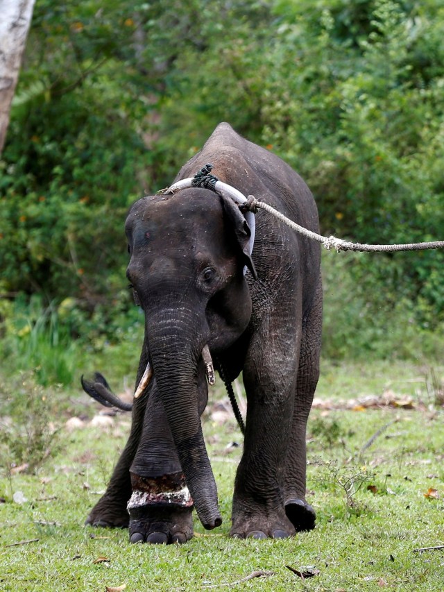 Gajah Sumatera yang kakinya terluka akibat jerat. Foto: ANTARA FOTO/Irwansyah Putra