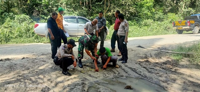 TIM Gabungan mengecek kebenaran jejak kaki diduga Harimau Sumatera, Rabu (26/2/2020). Hasilnya, jejak di tanah tersebut adalah jejak Macan Akar atau Kucing Hutan. 