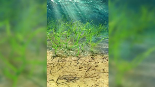 Ilustrasi proses kemunculan rumput laut hijau Proterocladus antiquus satu miliar tahun lalu. Foto: Dok. Dinghua Yang; Tang et al via Nature Ecology and Evolution