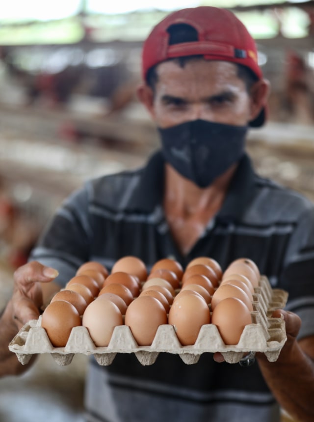 Telur ayam hasil dari kandang di Blang Bintang, Aceh Besar. Foto: Suparta/acehkini