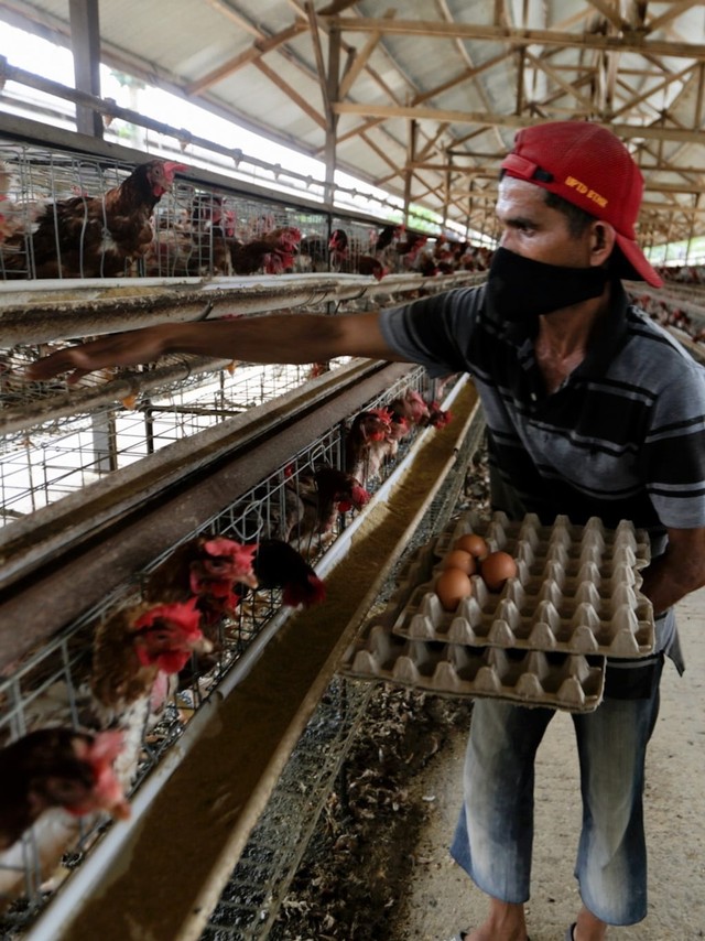 Pekerja di kandang ayam petelur, Aceh Besar. Foto: Suparta/acehkini