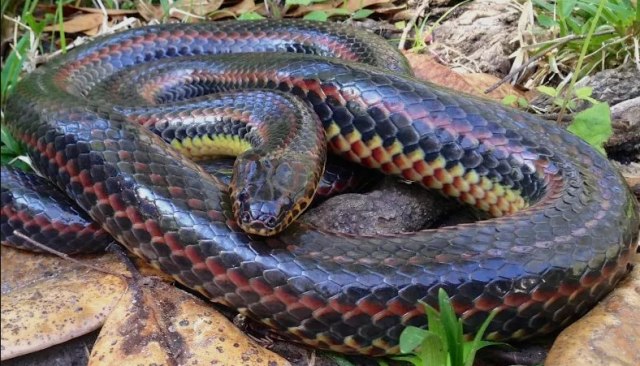 Ular pelangi yang ditemukan di Ocala National Forest, Florida, Amerika Serikat. Foto: FWC Fish and Wildlife Research Institute