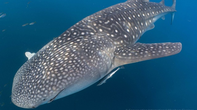Ilustrasi hiu paus. Foto: Kumparan