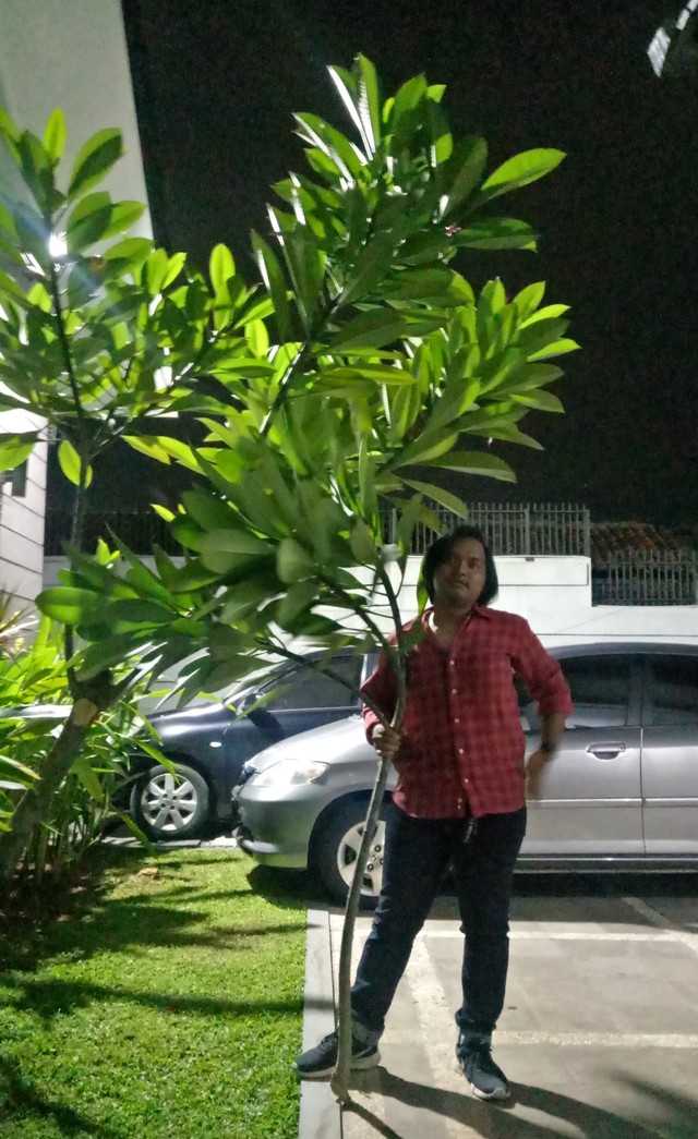 Dwi Herlambang mematahkan dahan pohon di pekarangan kantor. Bengal betul, memang.