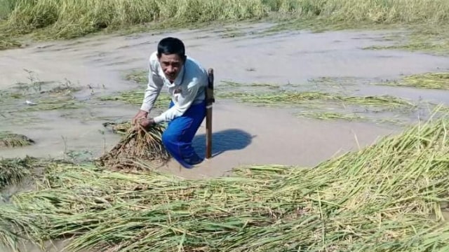Nampak seorang petani sedang memperlihatkan kondisi persawahan mereka yang terendam banjir di Desa Binontoan, Kecamatan Tolitoli Utara, Kabupaten Tolitoli, Sulteng. Foto: Istimewa