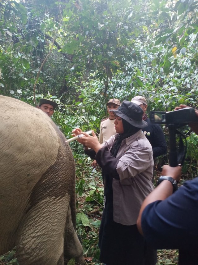 Tim medis BKSDA Aceh mengobati gajah liar yang ditemukan terluka di Aceh Timur. Foto: Dok. BKSDA Aceh