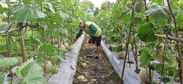 Kampung Wisata Edukasi Pertanian yang dipenuhi dengan buah melon. Kawasan ini terletak di Kelurahan Sukamulya, Kecamatan Sematang Borang, Kota Palembang. Foto. Istimewa
