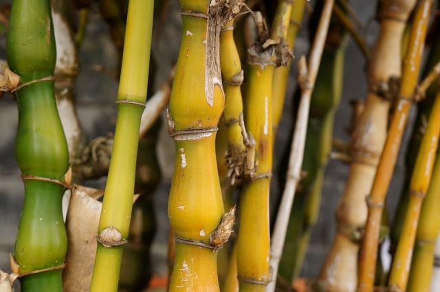 Bambu Kuning, Dok : Pixabay