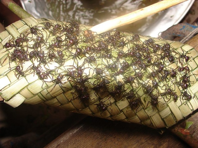 Suku Satere-Mawe mengenakan sarung tangan dengan semut beracun. Foto: Wikimedia Commons