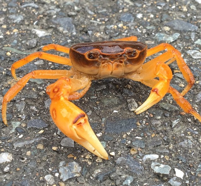 Kepiting Bisa Mengusir Tuyul? (1241440)
