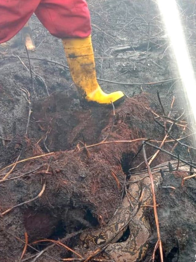 Polda Riau menemukan Induk Piton yang mati karena lindungi telurnya saat kebakaran. Foto: Dok. Polda Riau