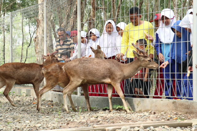 Kehadiran dua pasang rusa, yaitu Aura, Kasih, Djaja, dan Rambo sudah ditunggu oleh puluhan pelajar SD yang mengunjungi Taman Keanekaragaman Hayati (Taman Kehati. (Taufik)