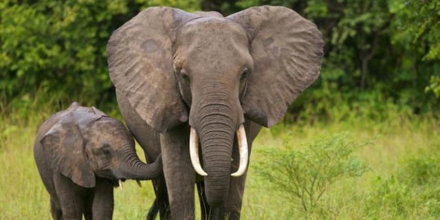 Ilustrasi gajah Sumatera (foto: Shuttestock)