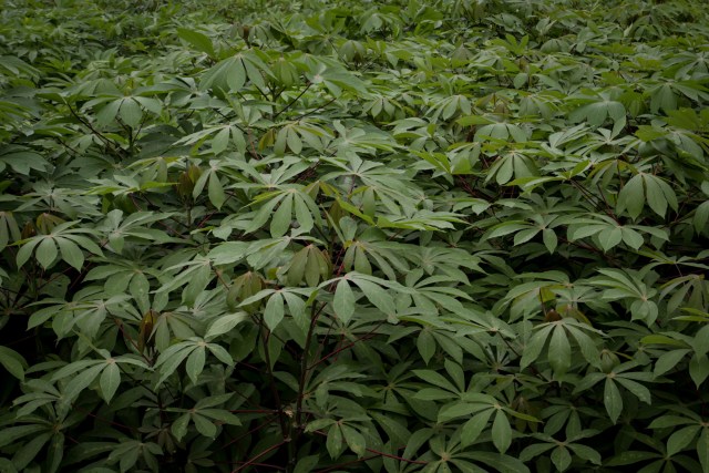 Digital Farming, Solusi Ketahanan Pangan Ala Tananegeri Project (117986)