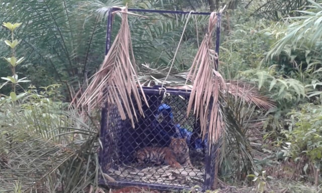 Seekor Harimau Sumatera di Aceh Masuk Perangkap BKSDA. Foto: Dok. Istimewa