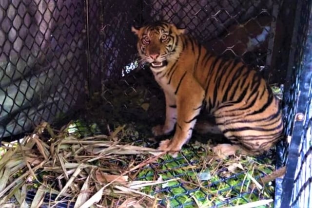 Seekor Harimau Sumatera yang berhasil ditangkap di Subulussalam, Aceh. Dok. BKSDA 