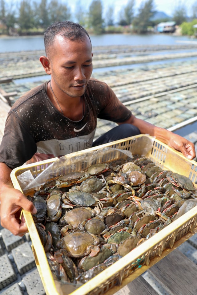 Pekerja di tambak kepiting Zulfan. Foto: Suparta/acehkini
