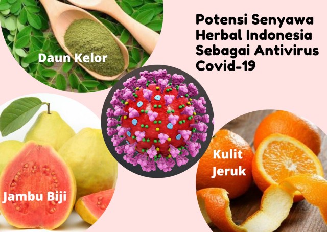 Senyawa hesperidin, rhamnetin, kaempferol, kuersetin dan myricetin yang terkandung dalam jambu biji (daging buah merah muda), kulit jeruk, dan daun kelor dteliti dapat menghambat dan mencegah virus Sars-Cov-2 (Covid-19) untuk menginfeksi manusia (Sumber: food.detik, genpi.co dan health.grid)