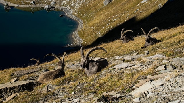Foto: Alpen Ibex yang hidup di pegunungan Alpen