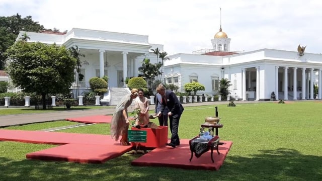 Raja dan Ratu Belanda tanam Pohon di Istana Bogor, Selasa (10/3). Foto: Rafyq Panjaitan/kumparan