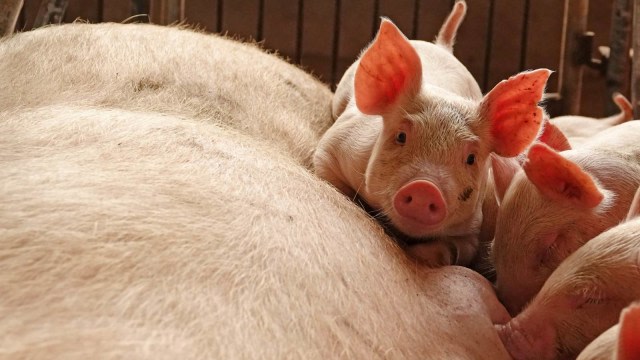 Ilustrasi babi di peternakan. Foto: REUTERS/Stringer