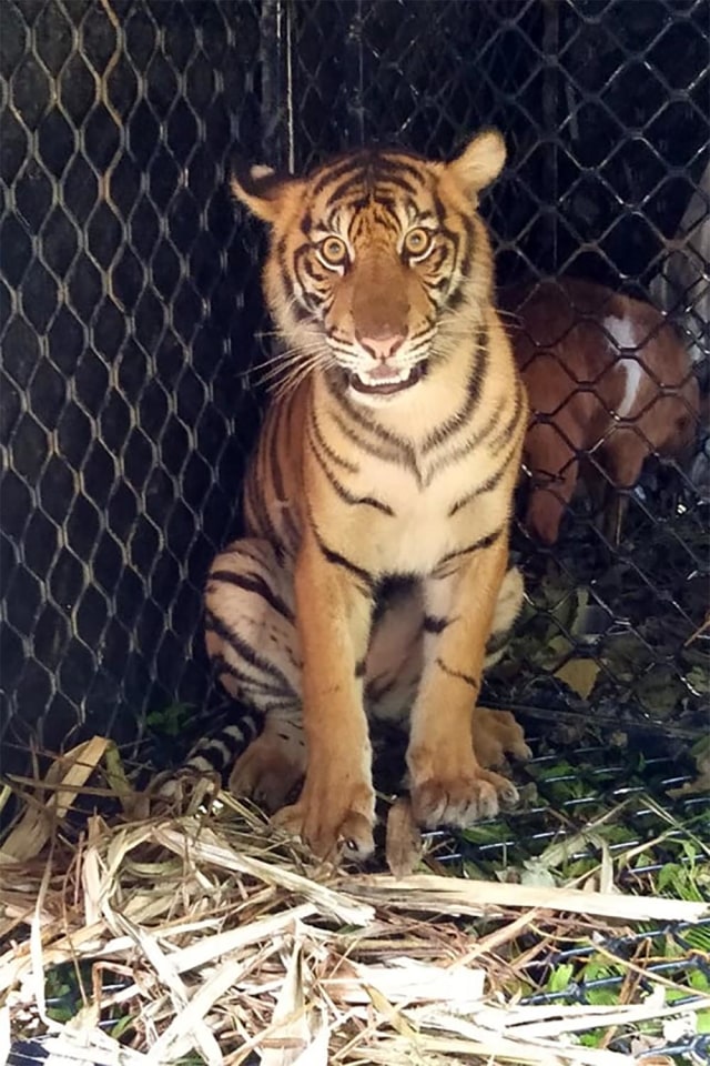 Harimau yang dilepaskan ke TNGL. Dok, BKSDA Aceh