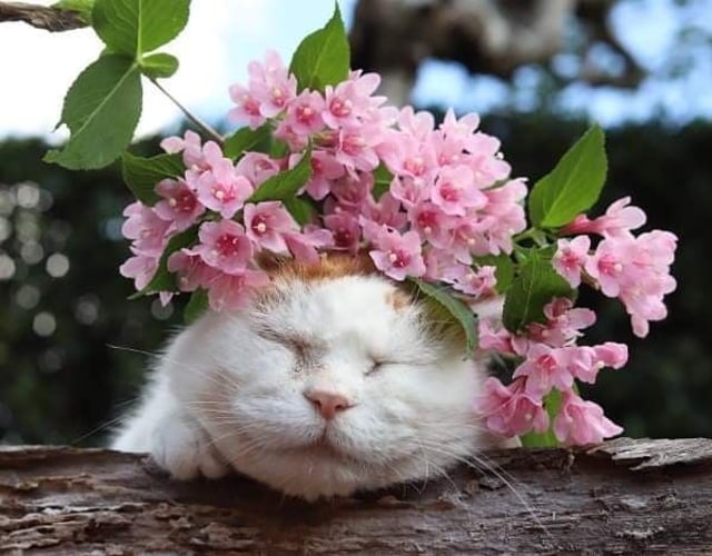 Shiro, 'Kucing Paling Malas di Muka Bumi', Dikabarkan Mati - kumparan.com