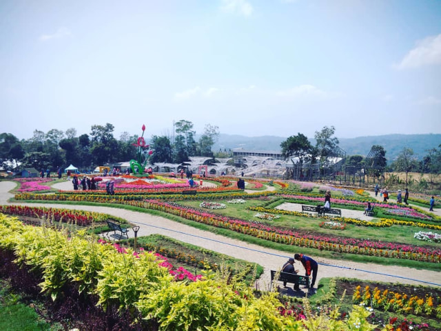 Taman Bunga Celosia Bandungan Semarang Foto: Instagram @nila_ni06