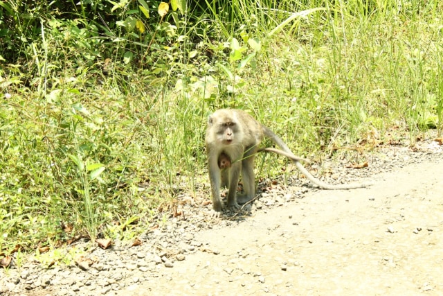 Kawanana monyet yang kami jumpai sebelum masuk Way Kambas, Foto : Mia Kamila