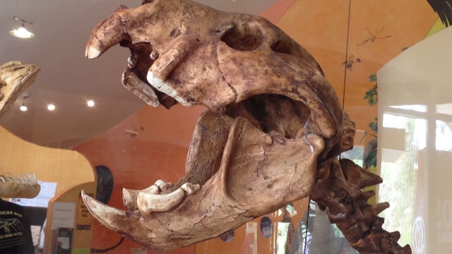 Foto; Fosil Singa Marsupial Kecil yang Ditemukan Pertama Kali Pada Tahun 1980-an. 