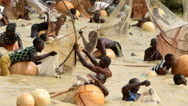 Menangkap Ikan Foto Menangkap Ikan  Massal di Festival Argungu Nigeria 