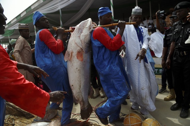 Foto Menangkap Ikan Massal di Festival Argungu, Nigeria