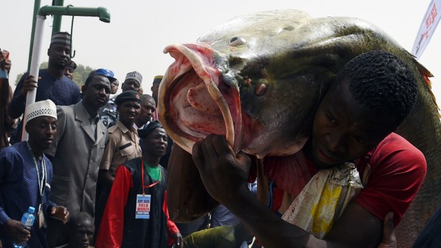 Menangkap Ikan Foto Menangkap Ikan  Massal di Festival Argungu Nigeria 